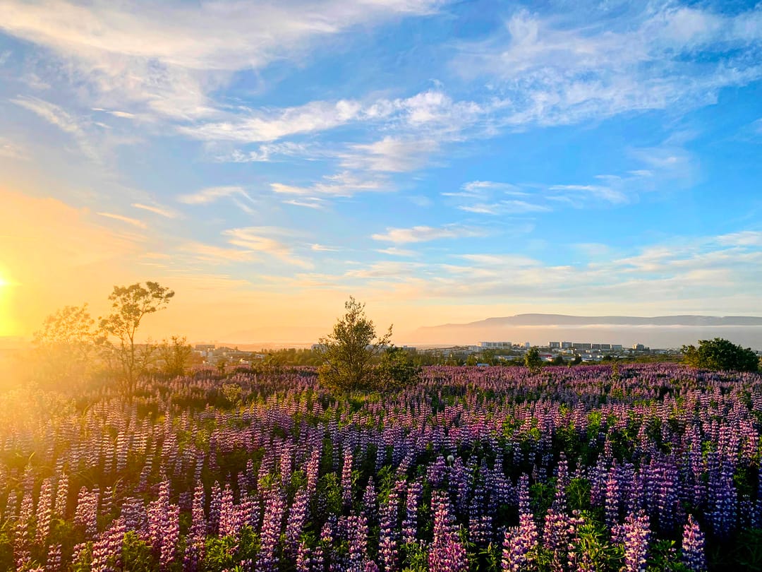 Lupins in Reykjavik