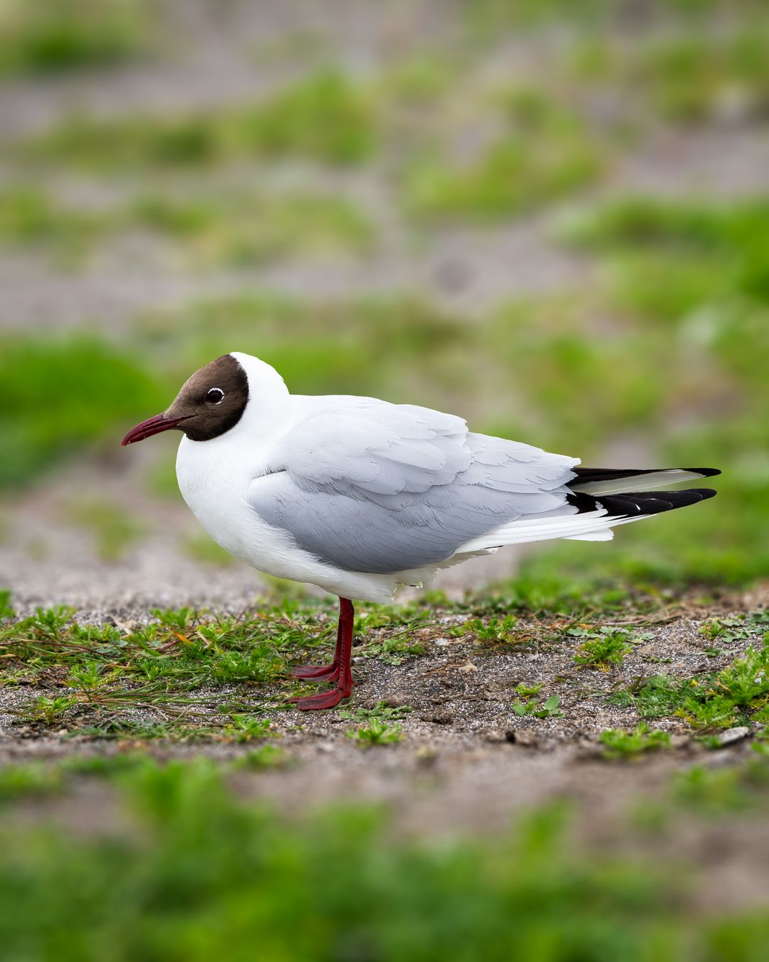 The Black-Headed Gull