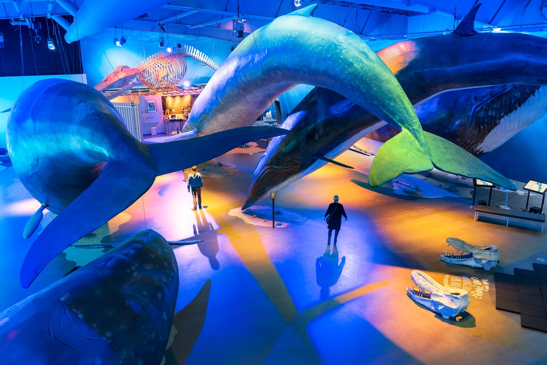 Whales of Iceland exhibition in Reykjavík