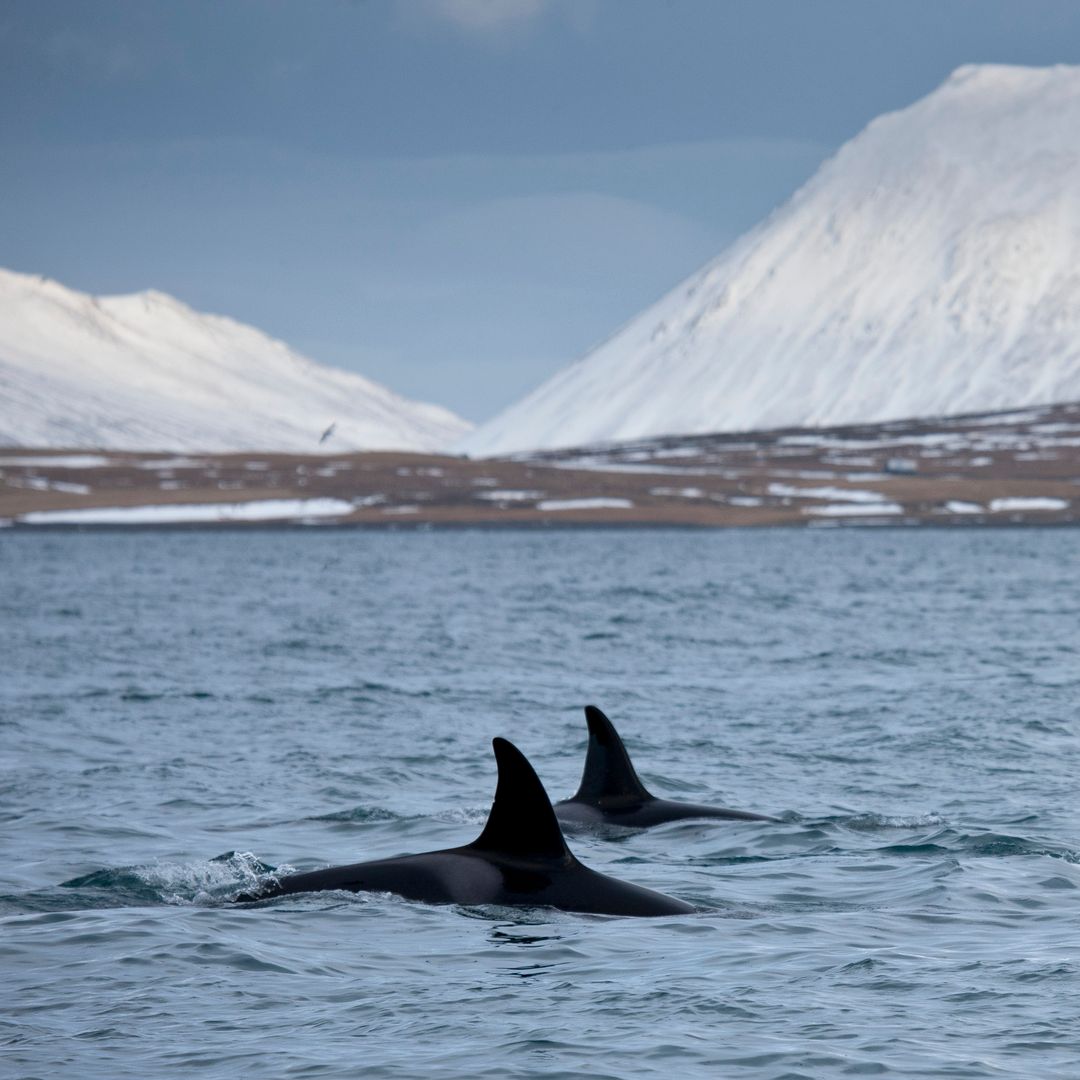 Whale watching in Iceland