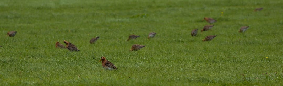 The Black-tailed Godwit