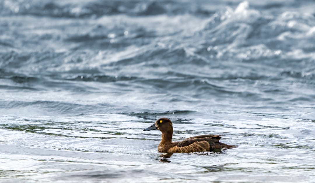 The tufted duck in water