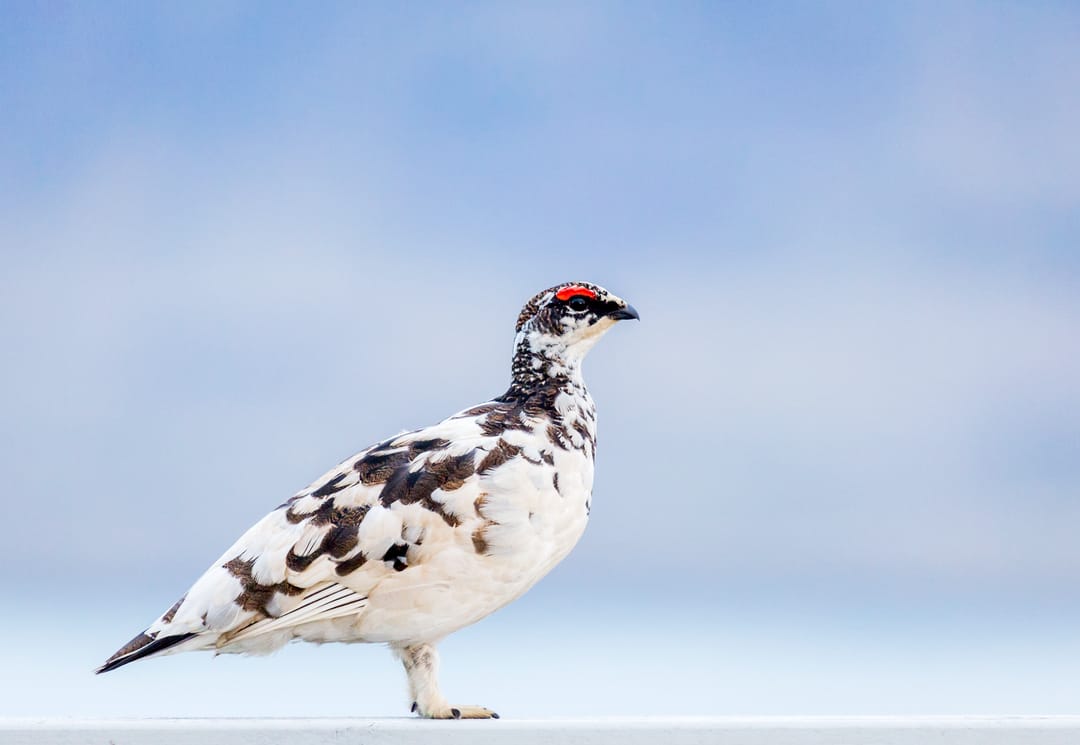 Ptarmigan 