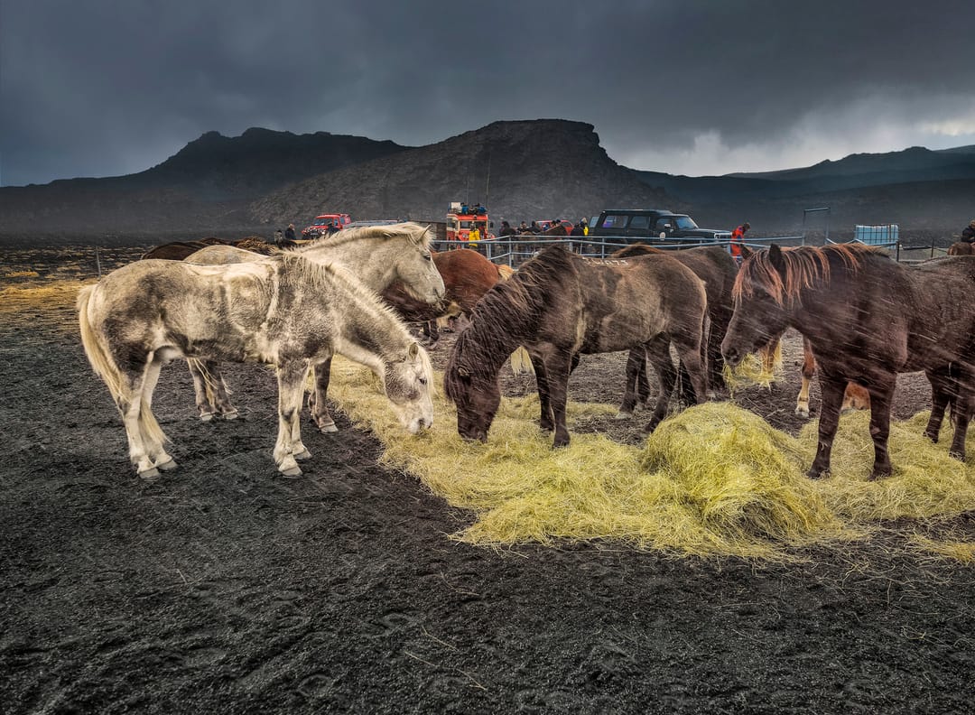 Icelandic horse