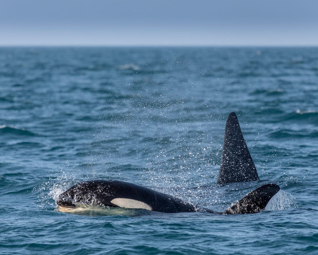 Orcas in Iceland poking their heads out