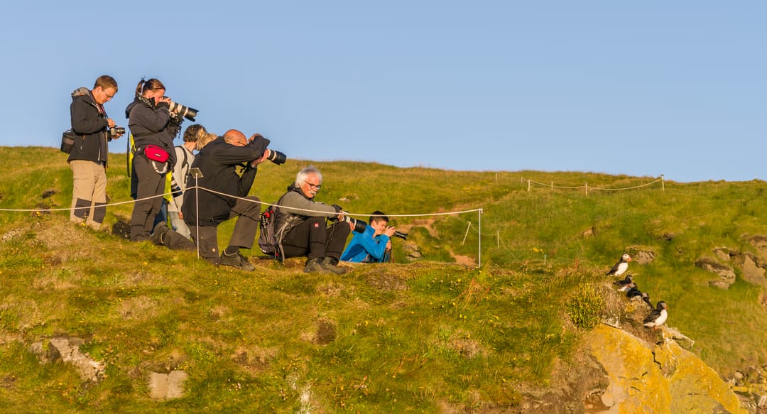 photographers birding in iceland