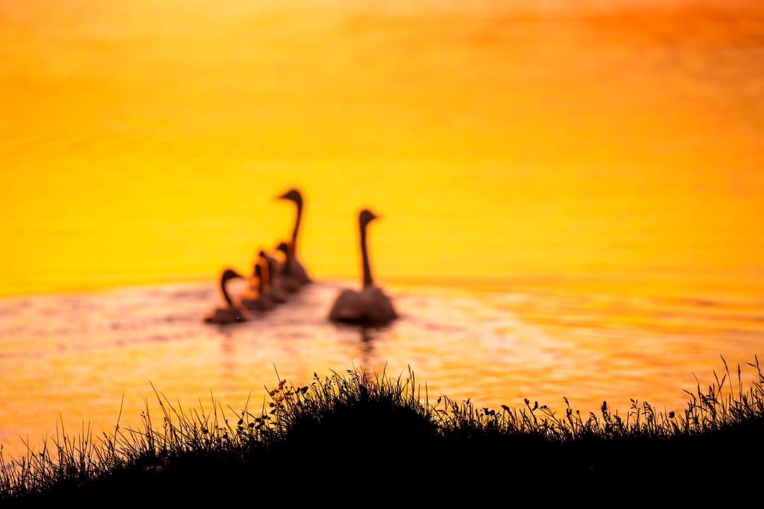 Whooper swan family