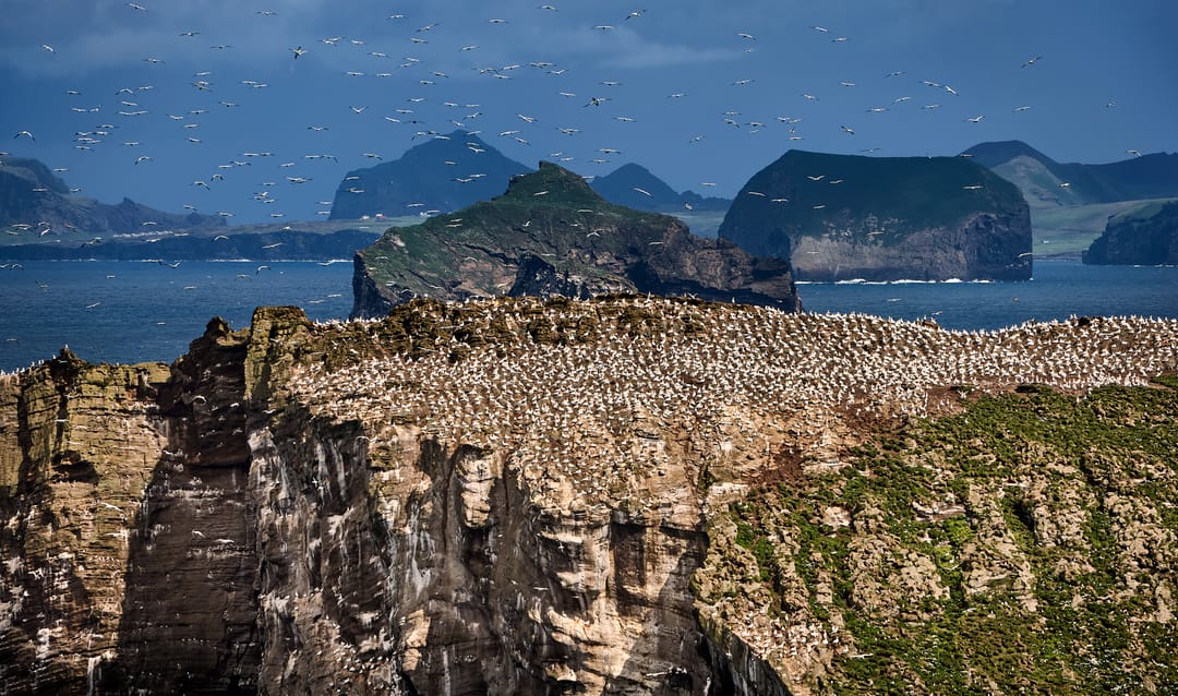 Seabird Colony in Iceland