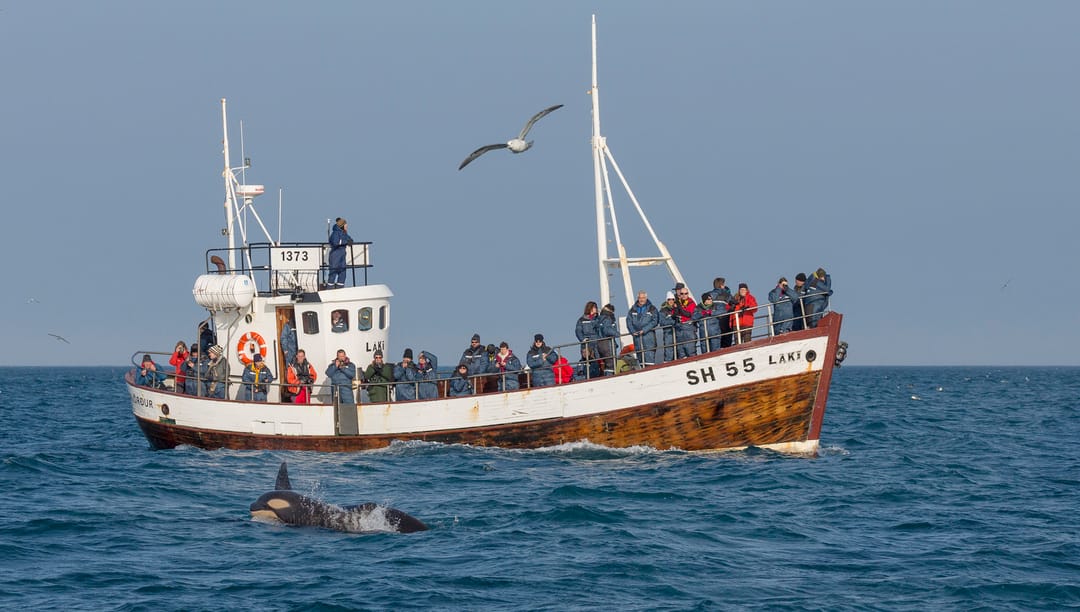 Whale watching Snæfellsnes