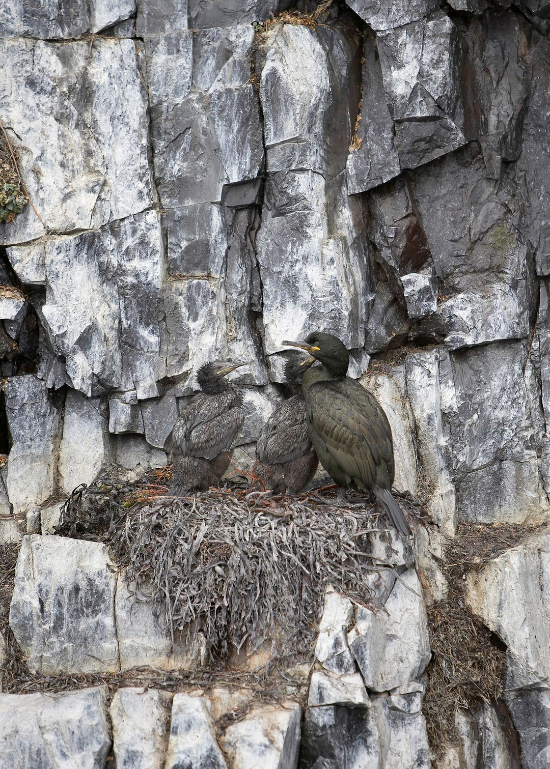 The Common Shag 