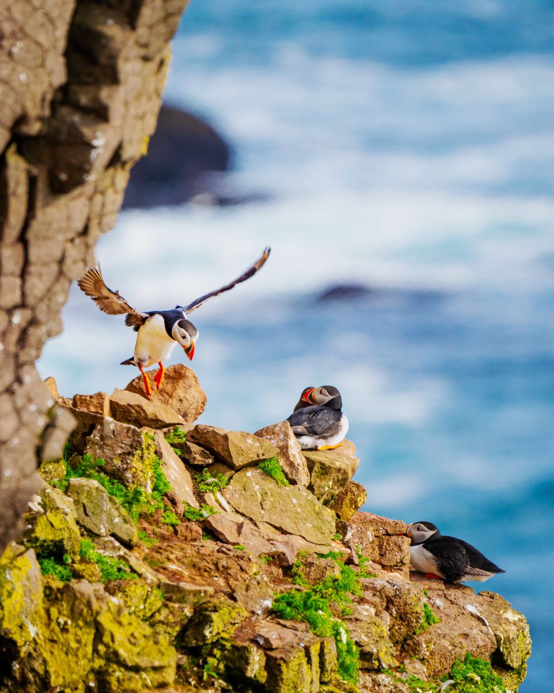 two puffins in Látrarbjarg