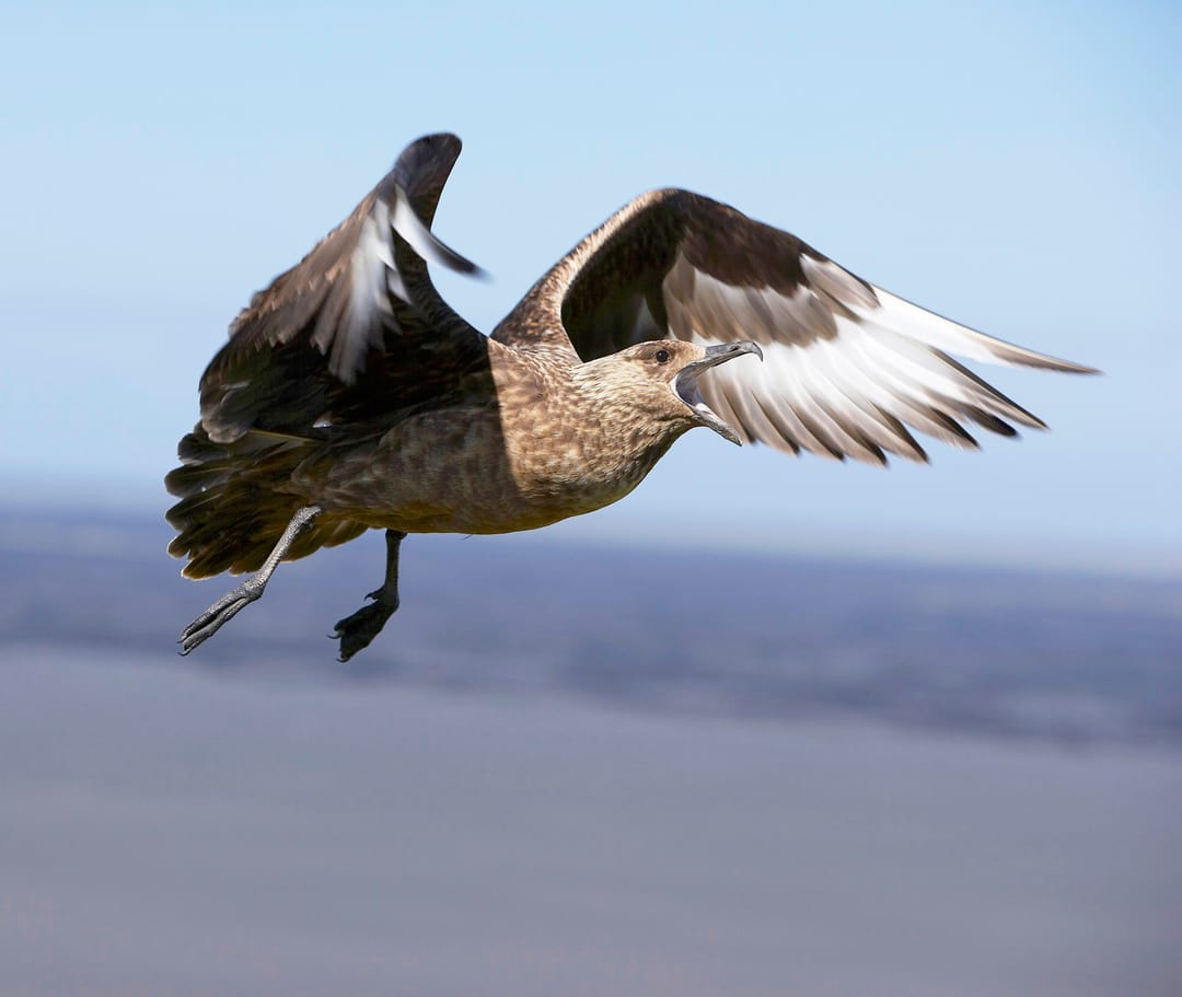 Great Skua attacking