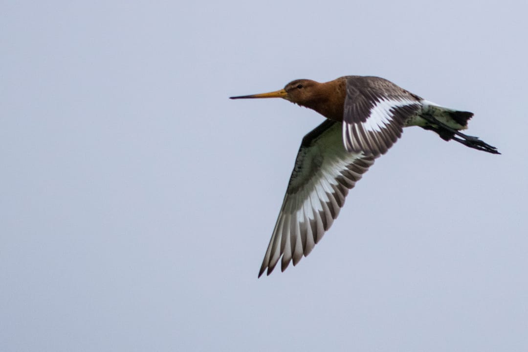 Black-tailed Godwit