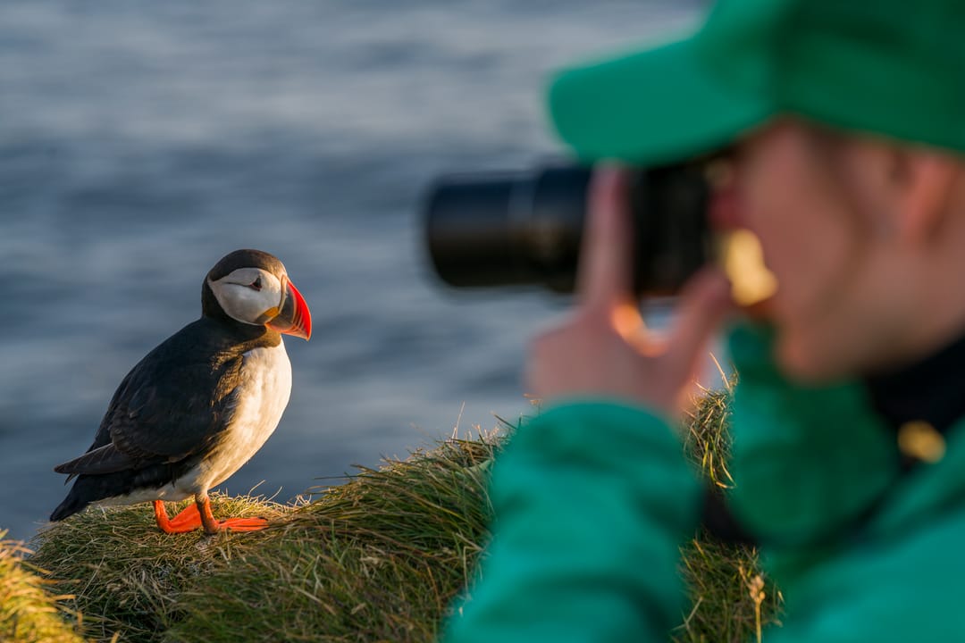 Puffing birdwatching in Iceland