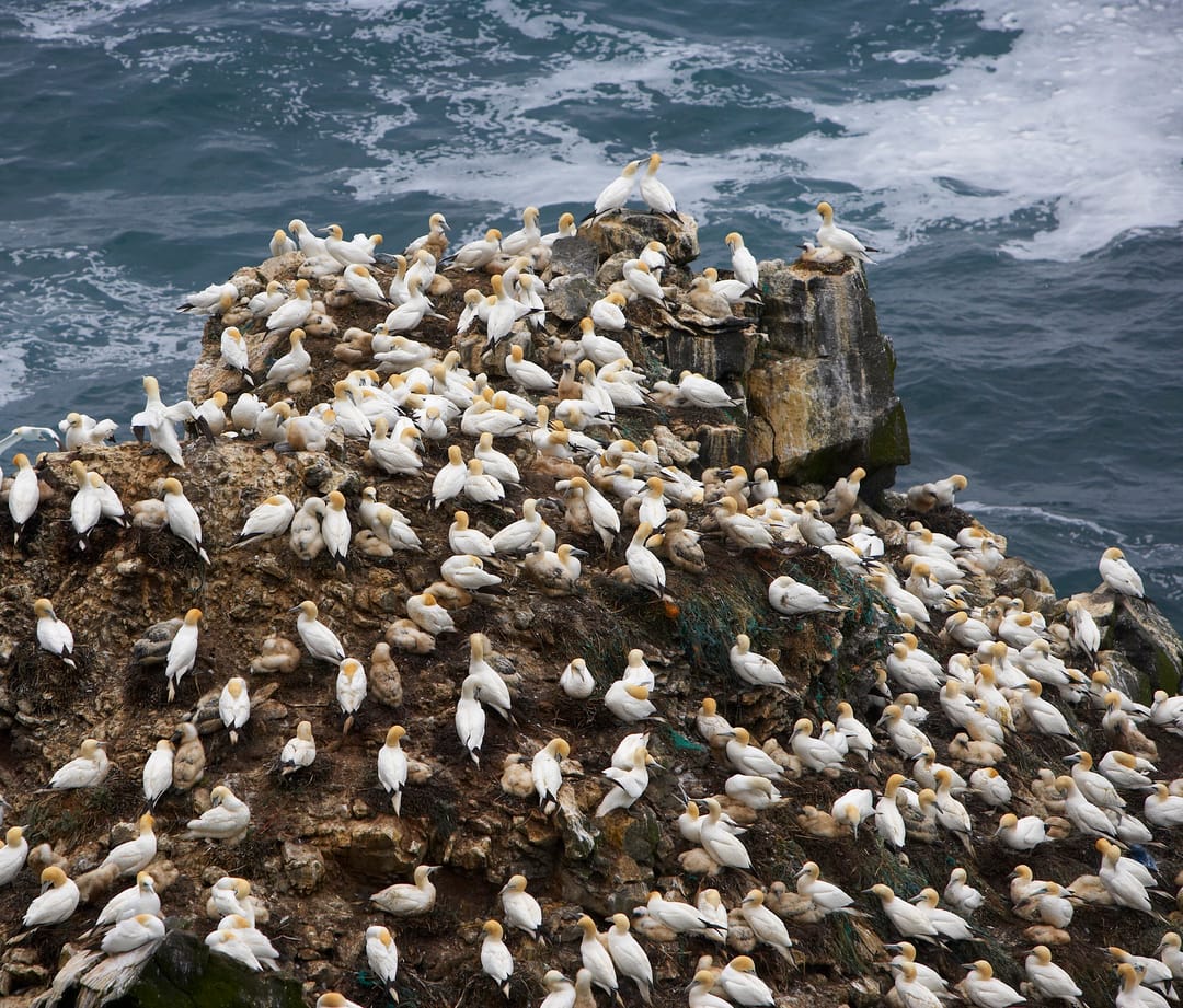 Bird colony in Iceland