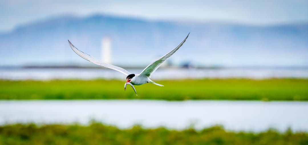 The Arctic Tern