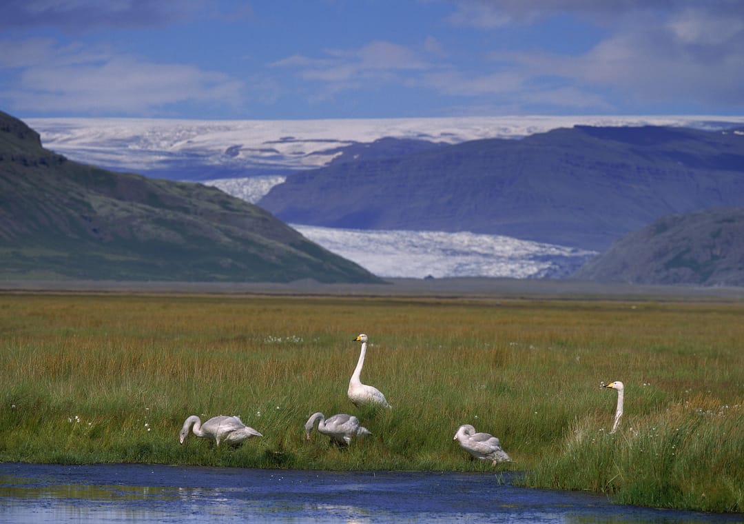 Vatnajökull National Park during summer with swans near lake on grass