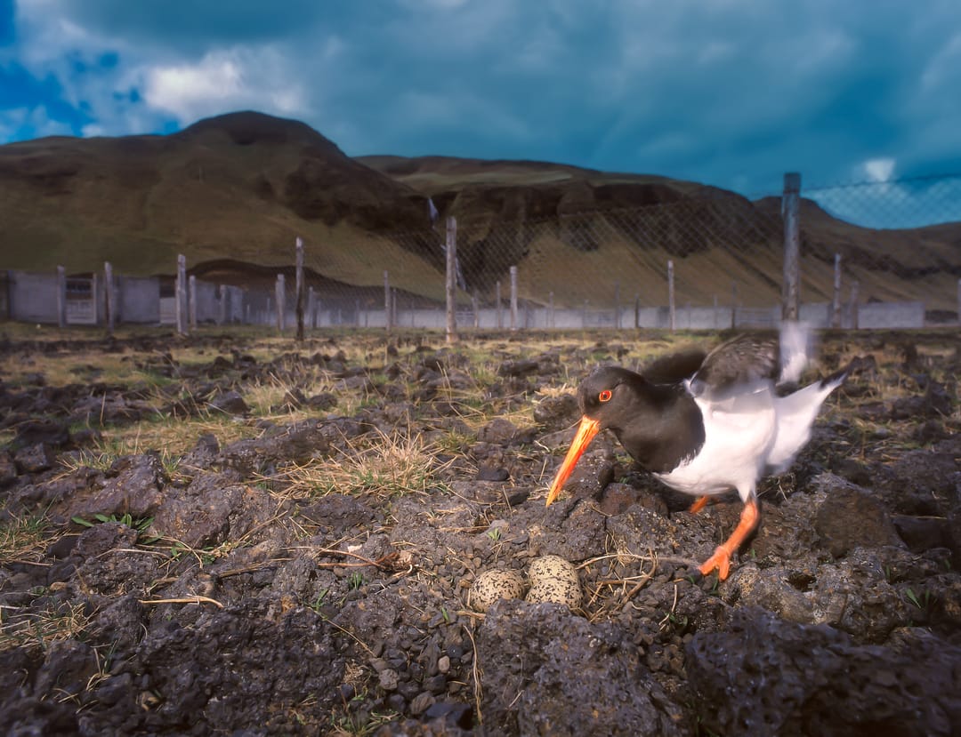 The Oystercatcher near it's nest