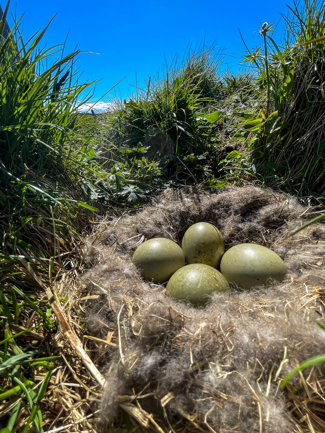 Common Eider eggs with down