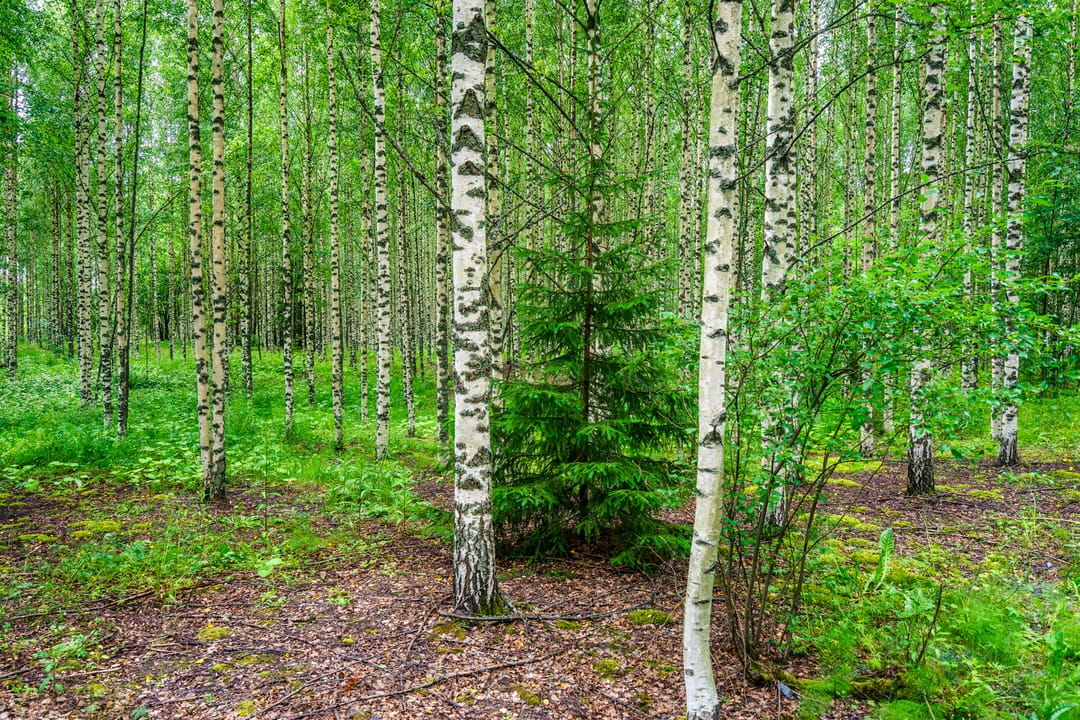 trees in a forest