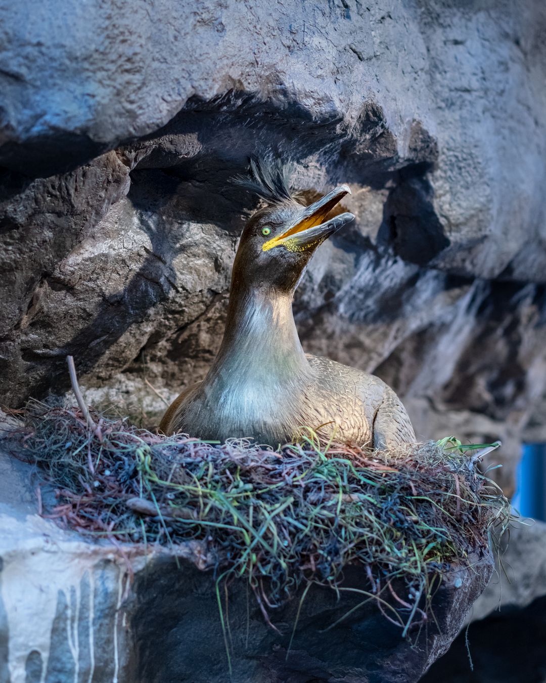 the Common Shag nesting on a cliff