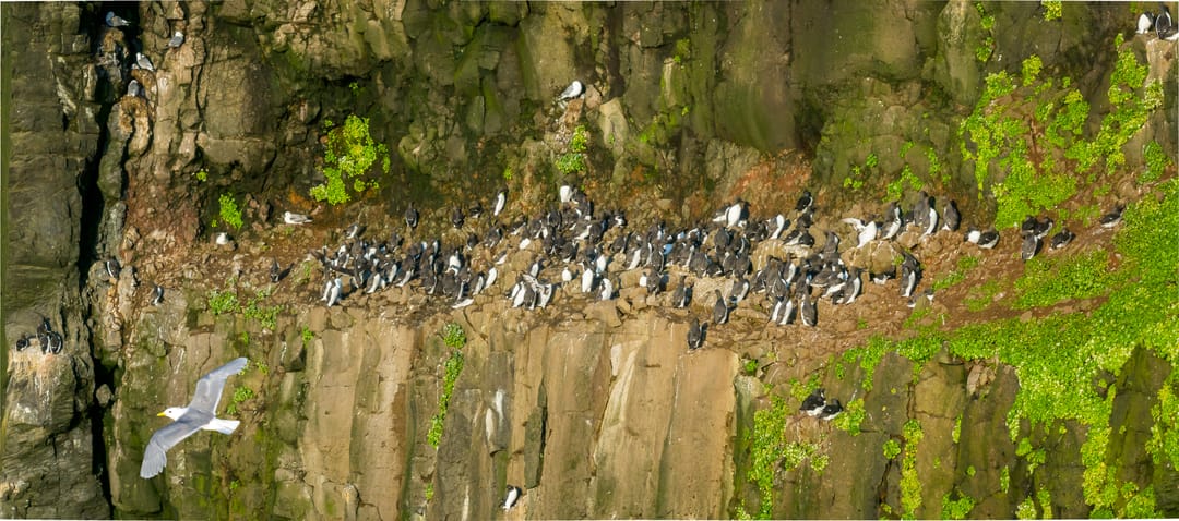 Birds at Latrabjarg Cliff