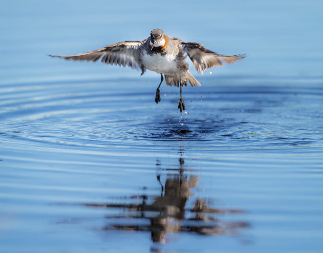 The Red-Necked Phalarope on water