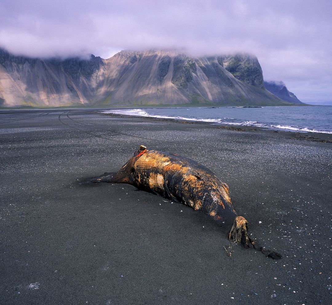 whale beached at stokknes