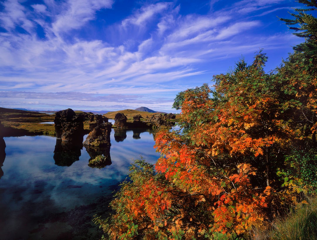Rowan tree on a beautiful lake that is orange, yellow, and green, with large rocks in the lake and moutains in background