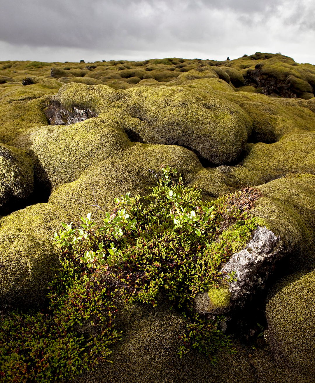 crowberries growing in the moss on lava rocks on a gloomy day in iceland