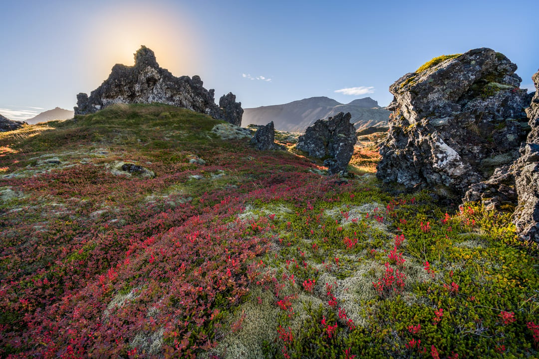 Snæfellsnes Flora