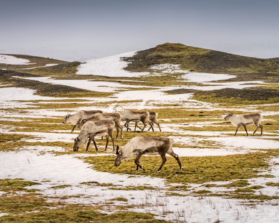 Reindeer in Iceland