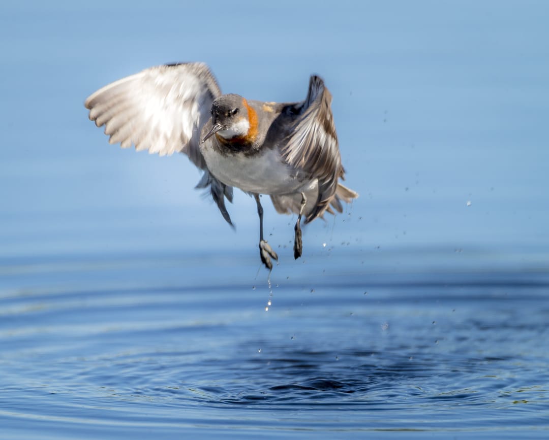 The Red-Necked Phalarope flying up from water