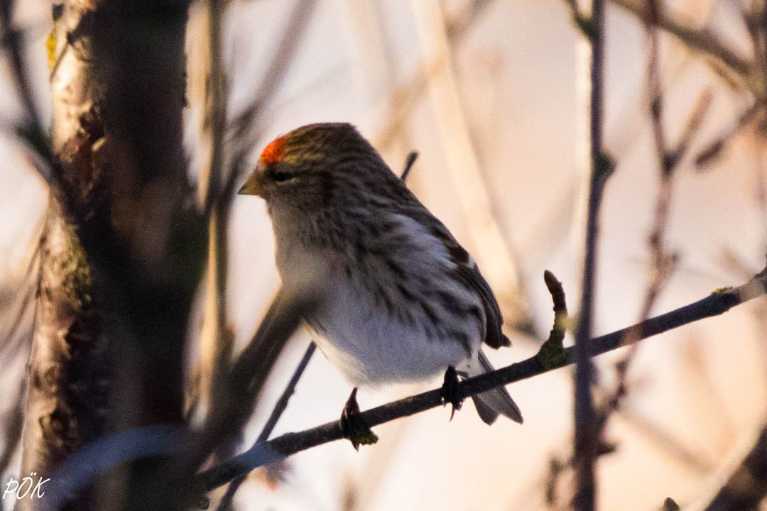 The Icelandic Redpoll