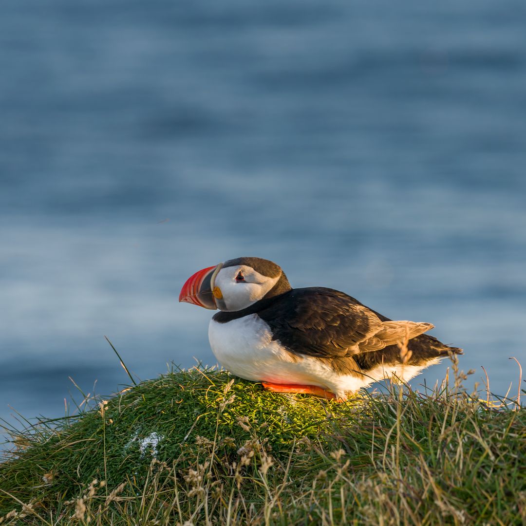 Puffin sitting on cliff