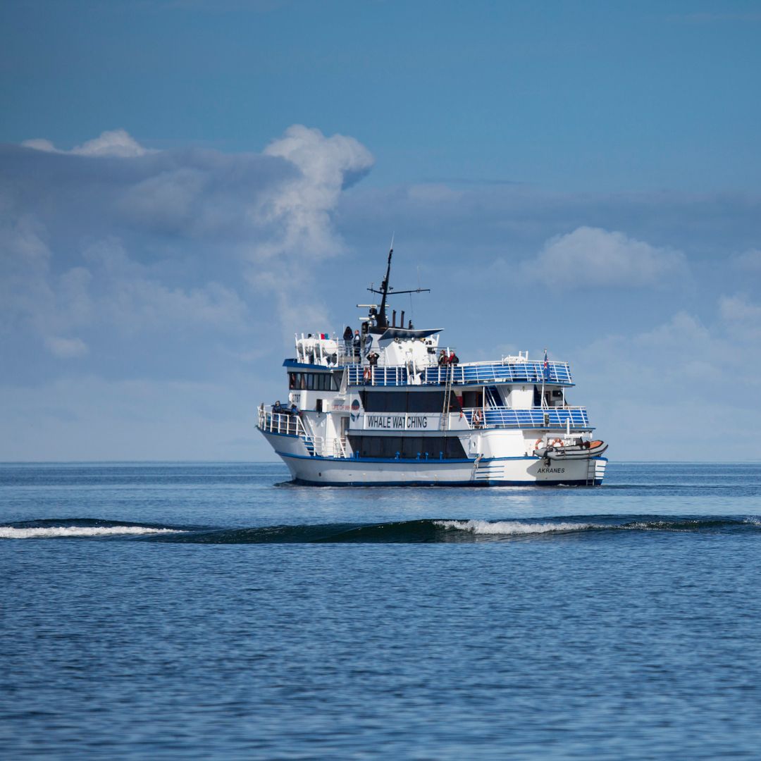 Whale watching boat