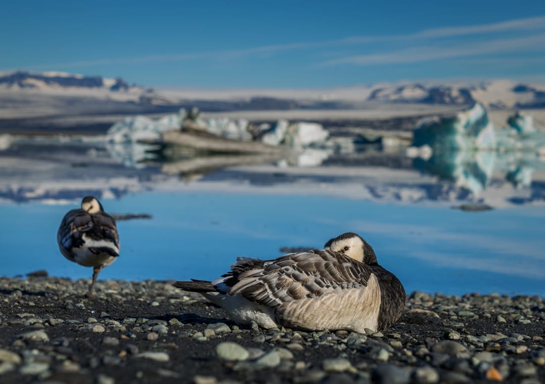Barnacle Goose sleeping by Jökulsárlón