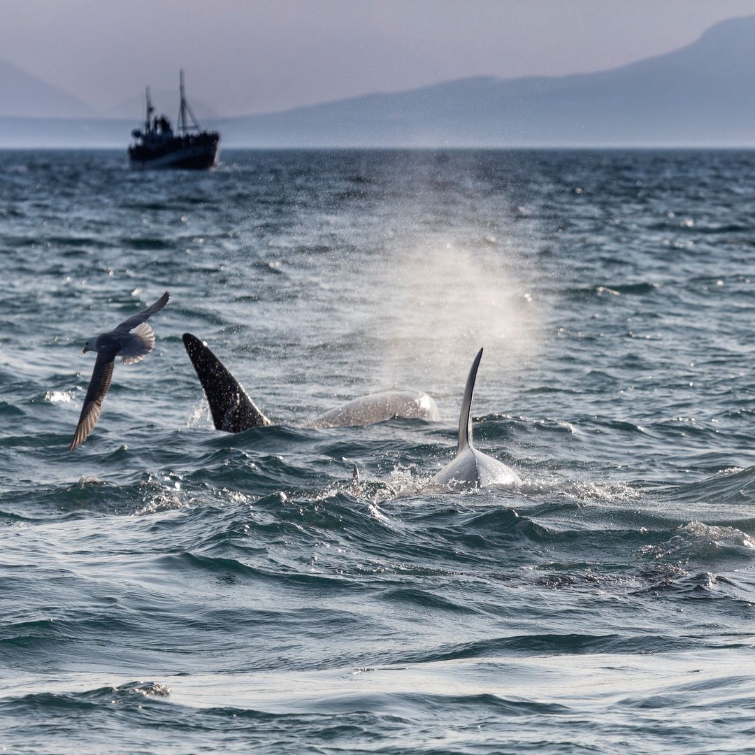 Whales and Dolphins in Iceland