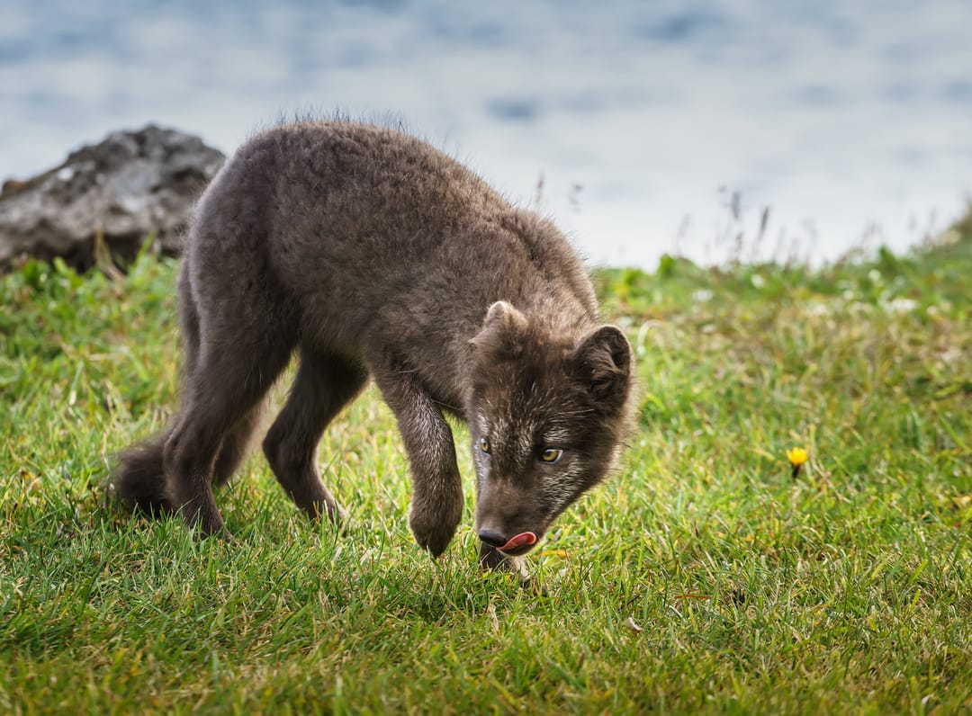 Arctic fox