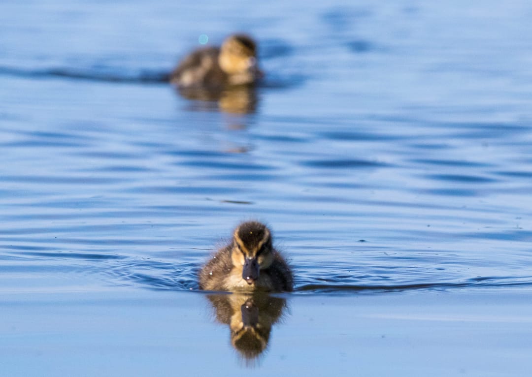 Mallard duckling