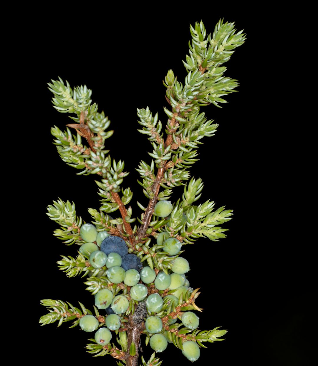 a sprig of juniper berries