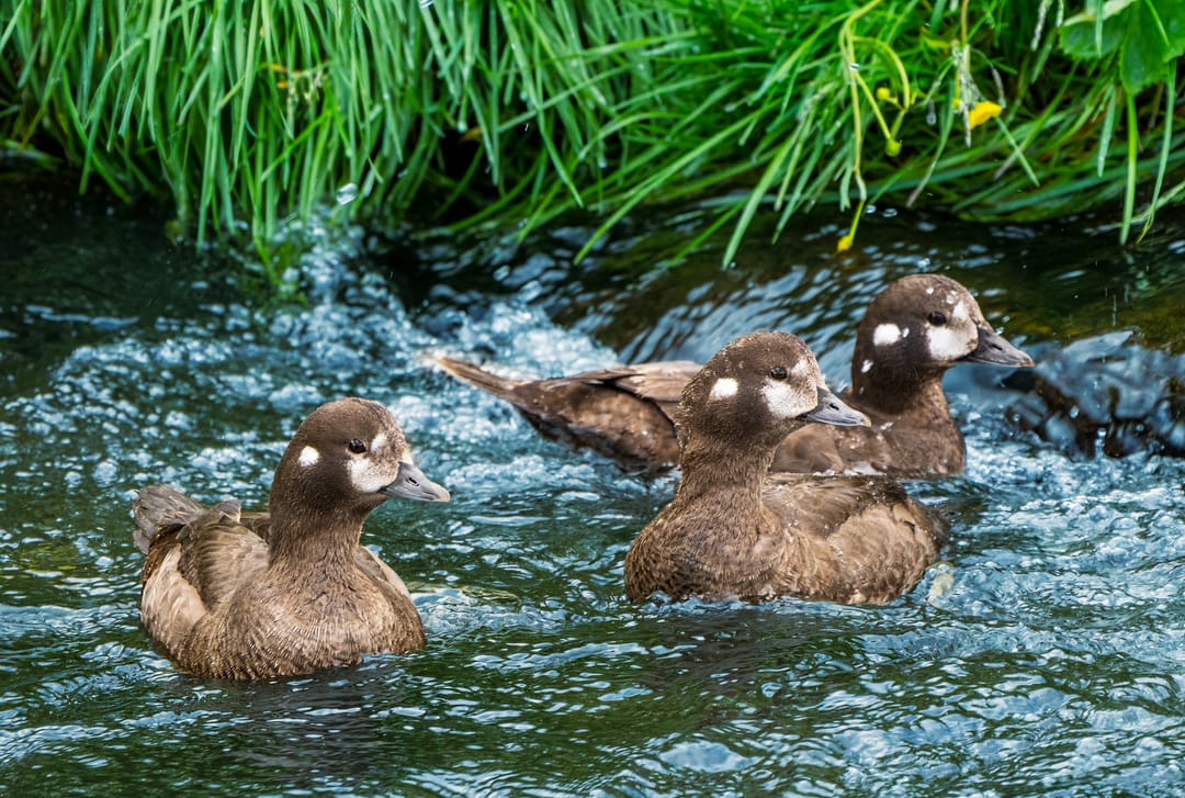 3 Harlequin ducks swimming