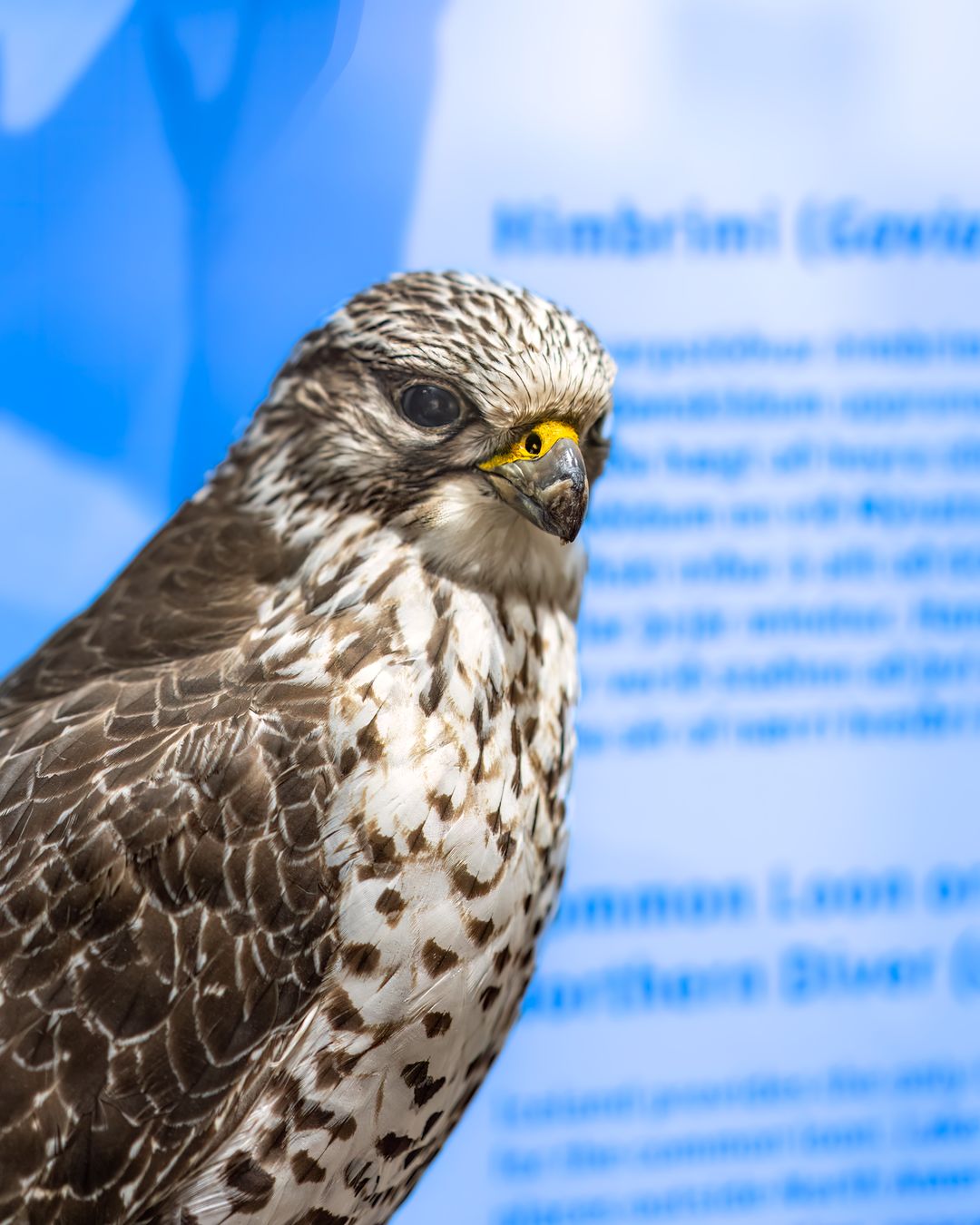 The Gyrfalcon - national bird of iceland