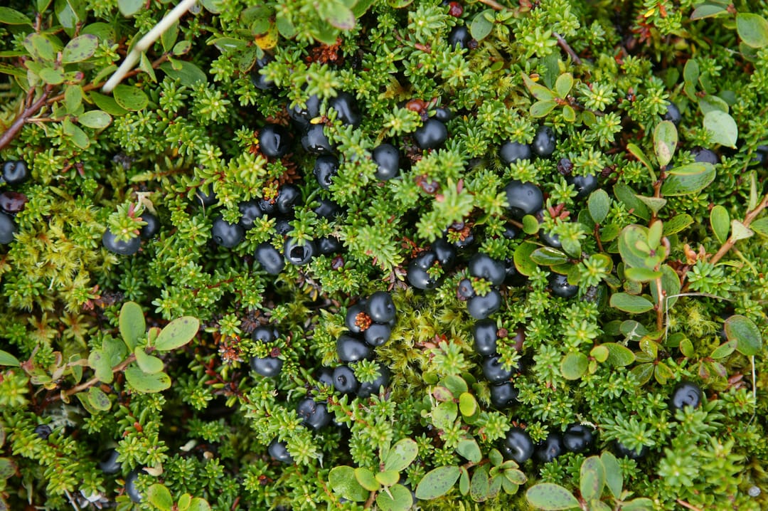 crowberries in the wild in iceland growing in moss