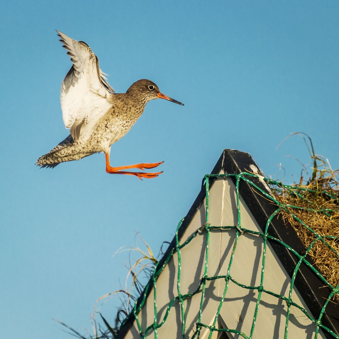 Common Redshank in Iceland