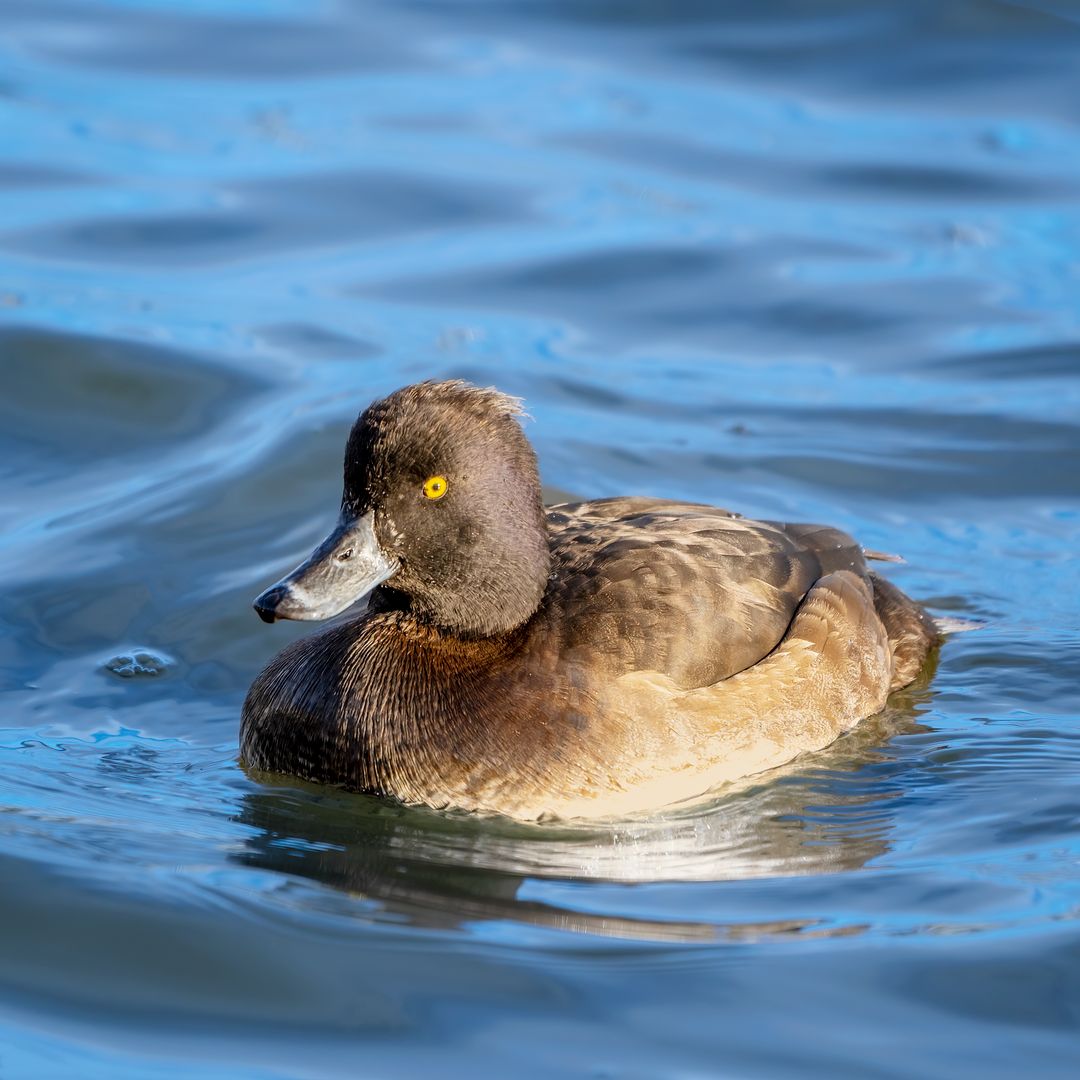 The tufted duck