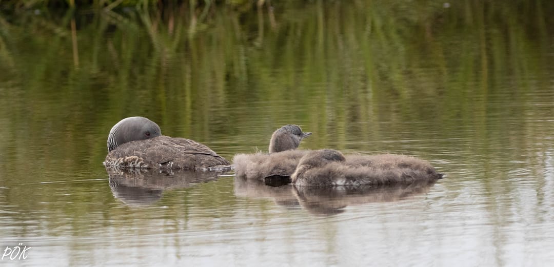 The Red-Throated Diver
