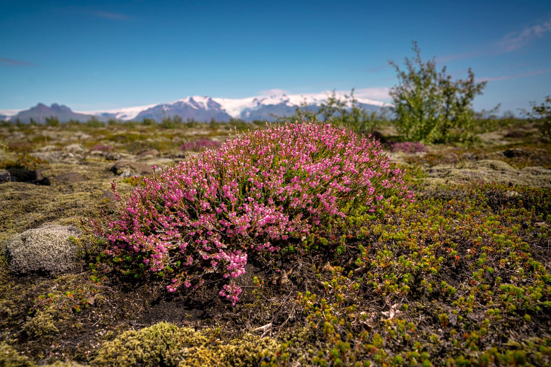 Purple Saxifrage Saxifraga oppositifolia (Vetrarblóm) growing in moss with snow-capped mountains in the background on a sunny, blue sky day
