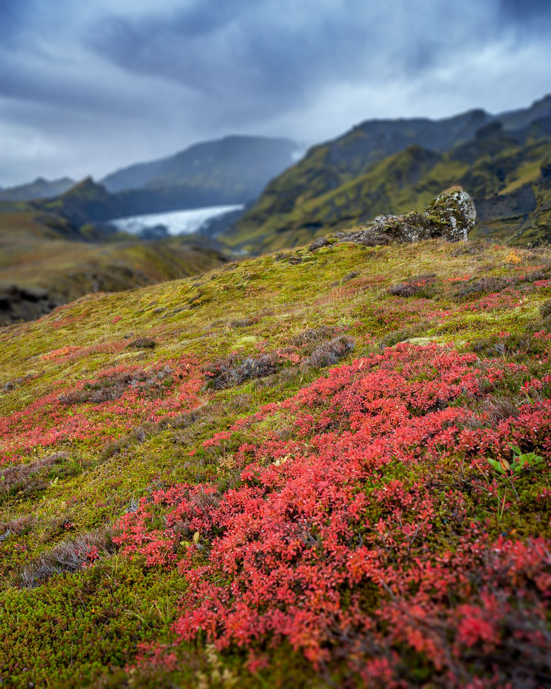 Icelandic moss in the mountains with bright pink flowers