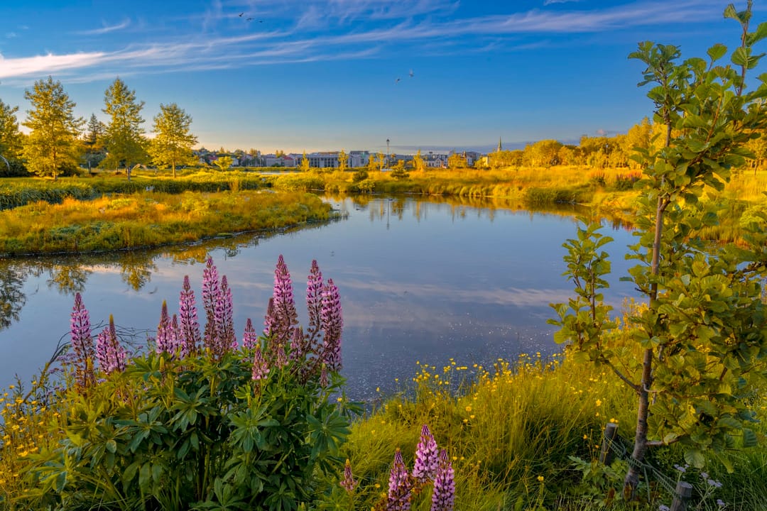 Lupine by Tjörnn lake in Reykjavík